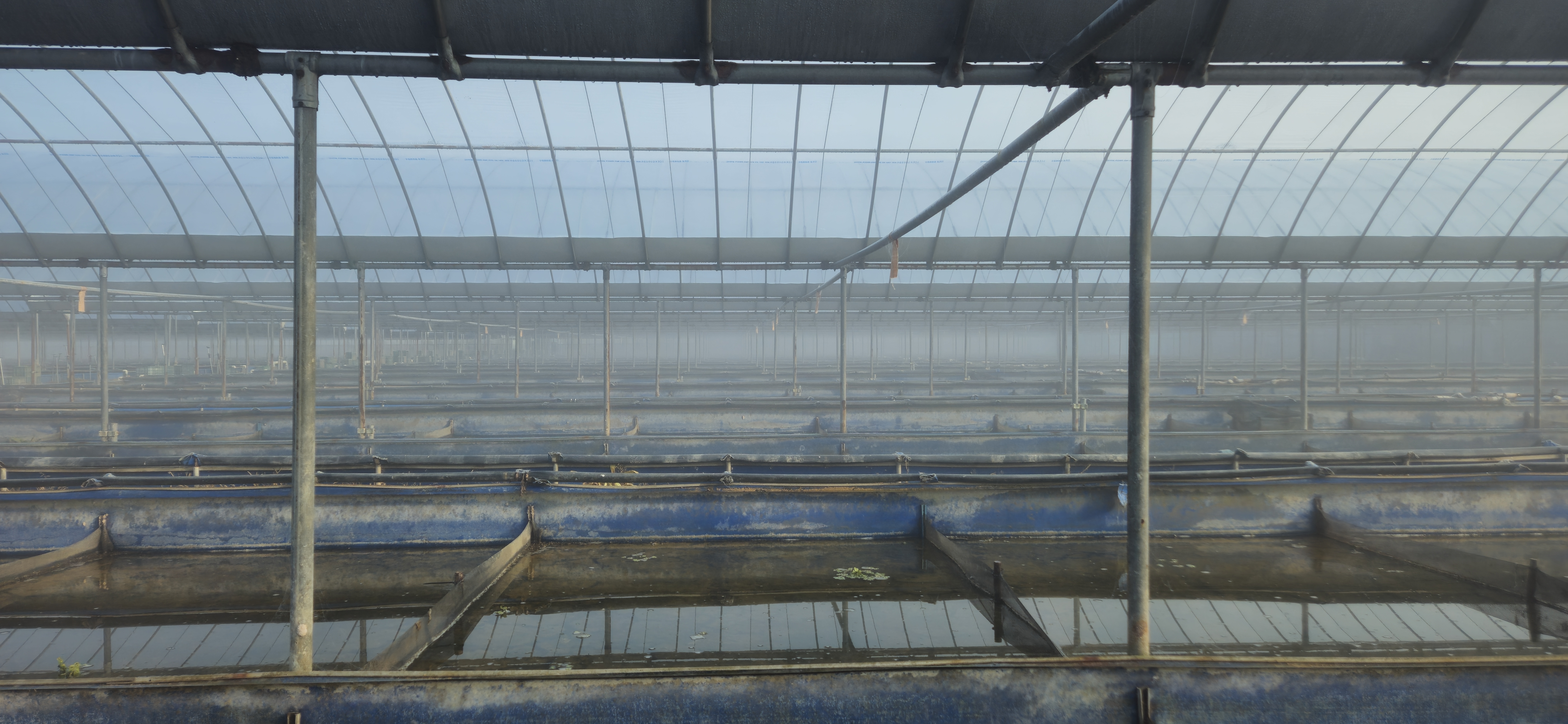 오늘도 양식장에서 우렁이들이 잘 자라고 있어요 🌿