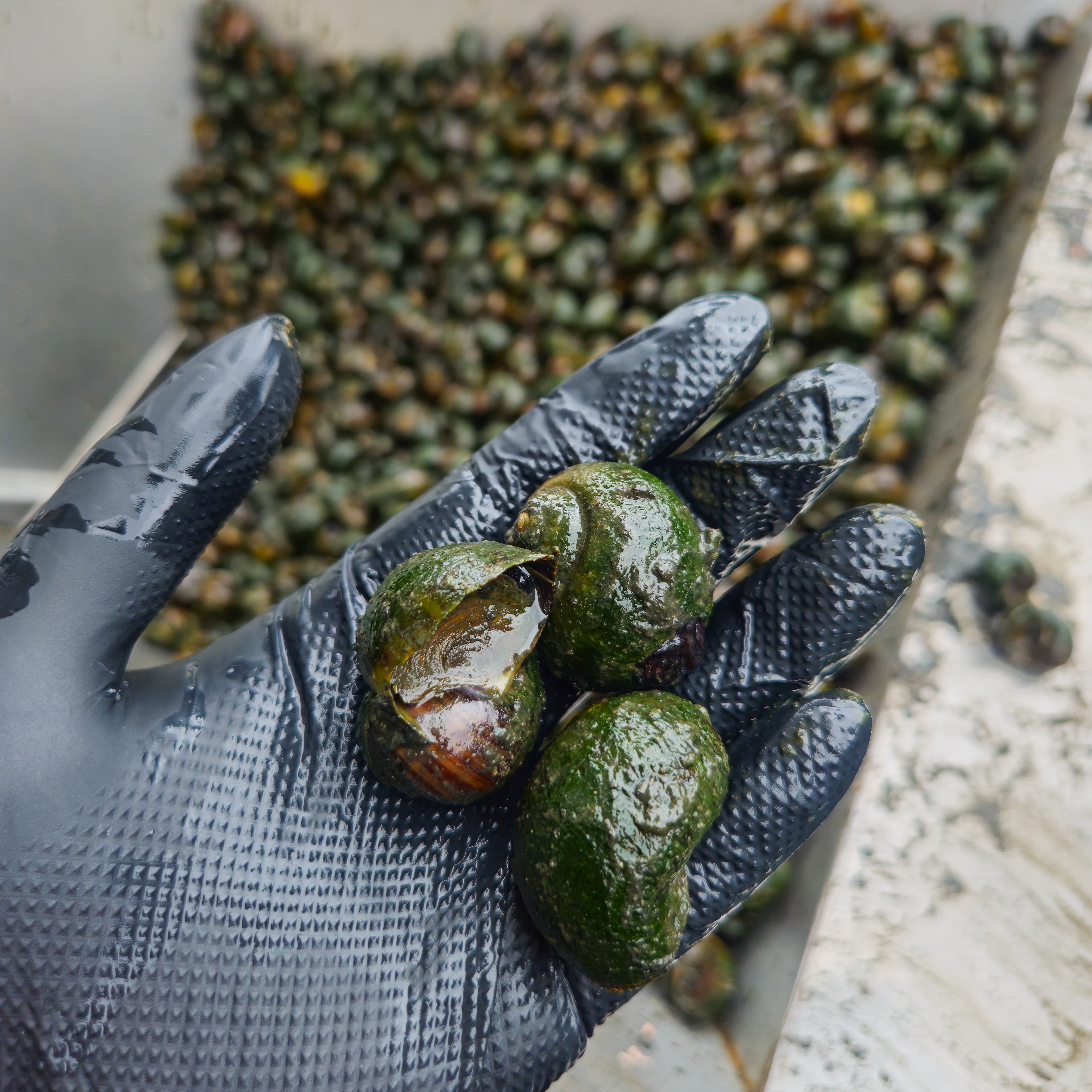 신선한 우렁이 원물